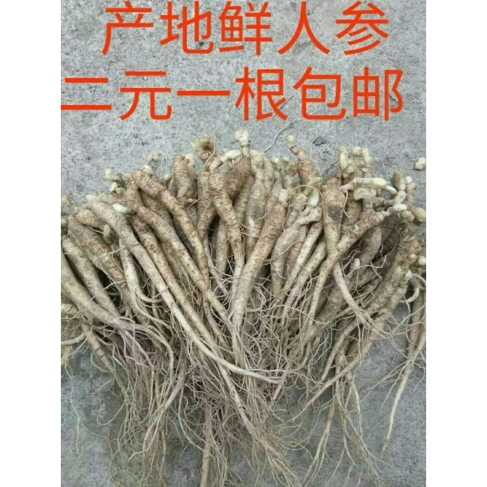 东北小人参 二元一棵，五十棵包邮并赠野生文玩核桃一对！